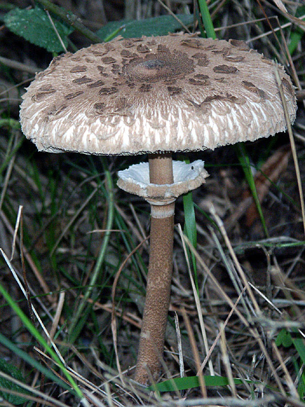  Image name: Mazza di Tamburo6.jpg 
 width: 600 pixel 
 height: 800 pixel 
 Size: 197697 bytes 
 Click to enlarge 